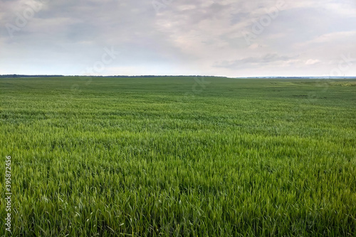 View of a beautiful green field in spring or summer.