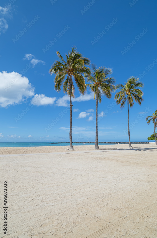 Three palm trees on the deserted beach in Waikiki.
