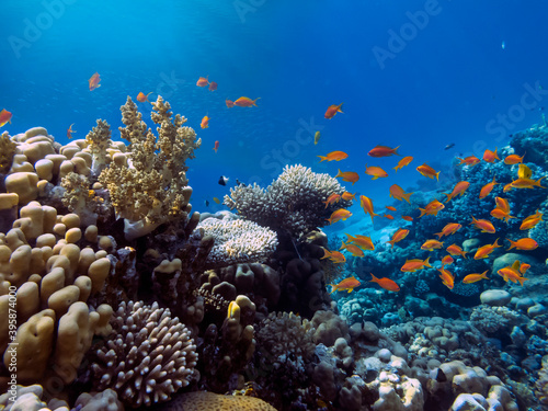 Photo of a coral colony, Red Sea, Egypt © vlad61_61