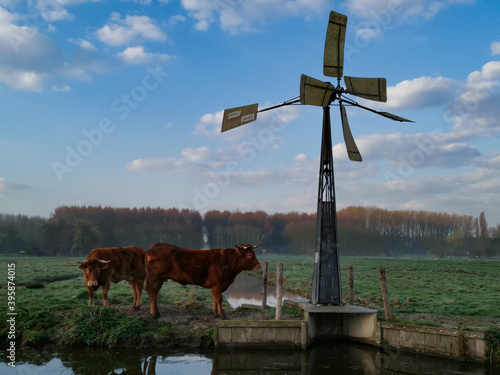 dutch windmill with cows