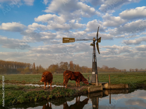landscape with cows and windmill