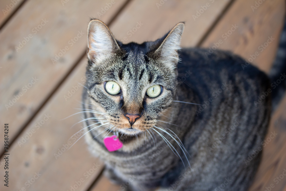 Close up view of a curious gray striped domestic tabby cat looking up from a cedar wood deck enjoying a sunny day
