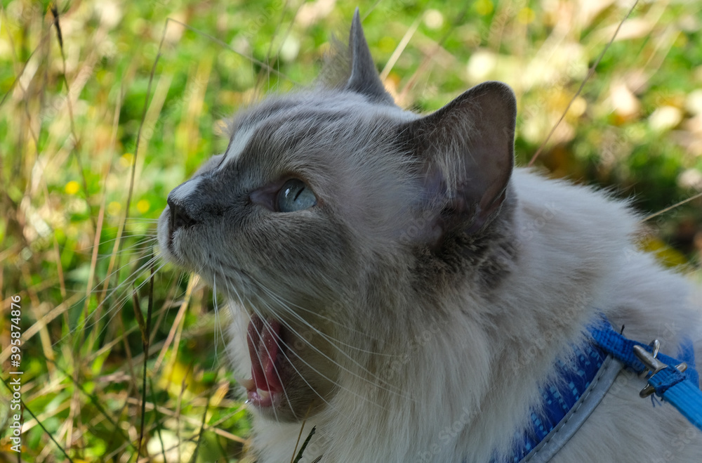 Obraz premium Amazed Ragdoll Cat