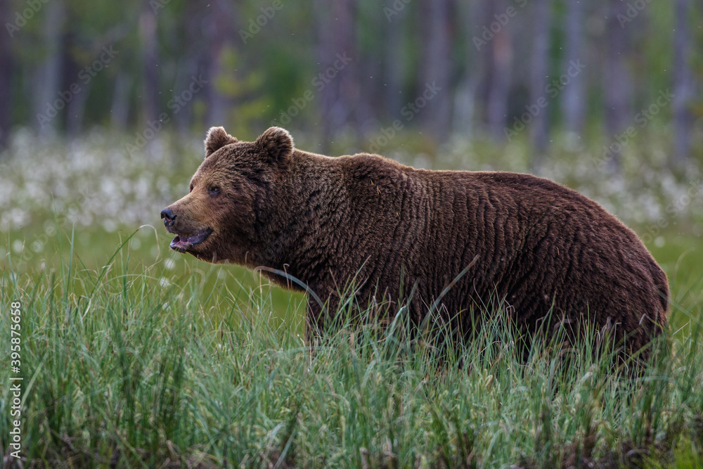 Braunbär (Ursus arctos)