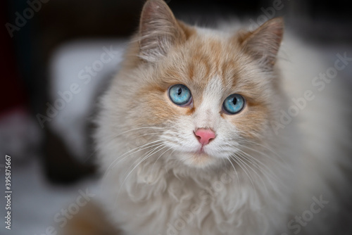 Face of a white fluffy cat with blue eyes close-up © Liliya