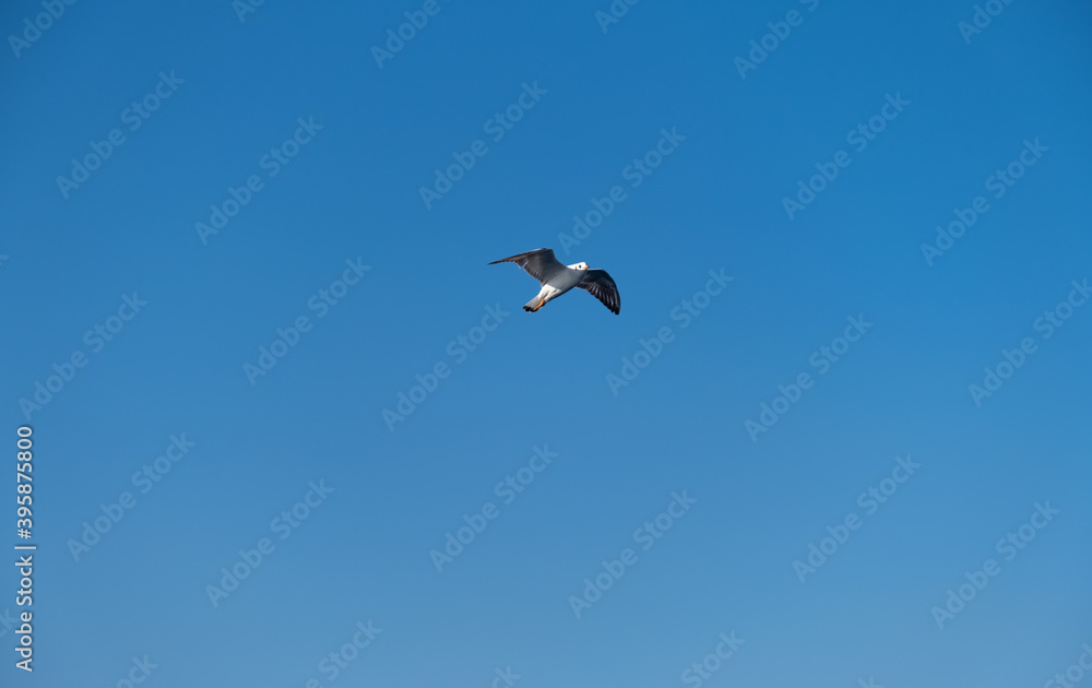 Seagulls Flying High in the Blue Sky Seagulls Flying High in the Blue Sky