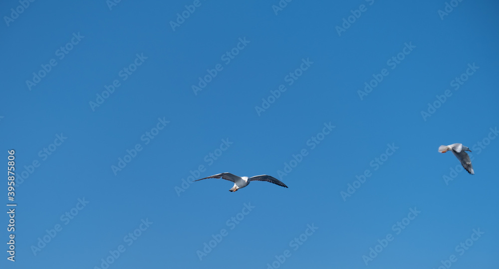 Seagulls Flying High in the Blue Sky