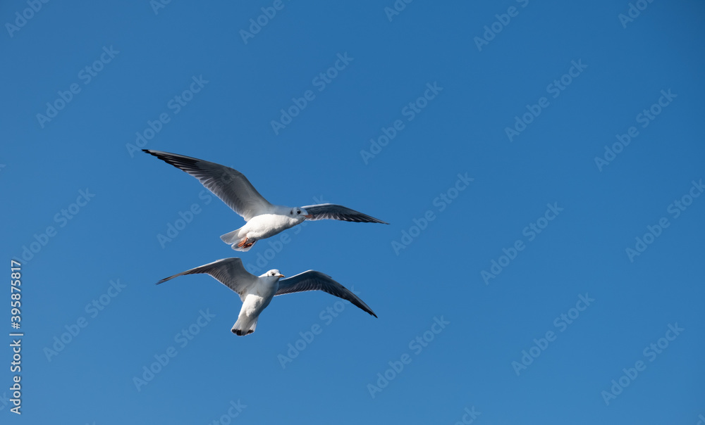 Obraz premium Seagulls Flying High in the Blue Sky