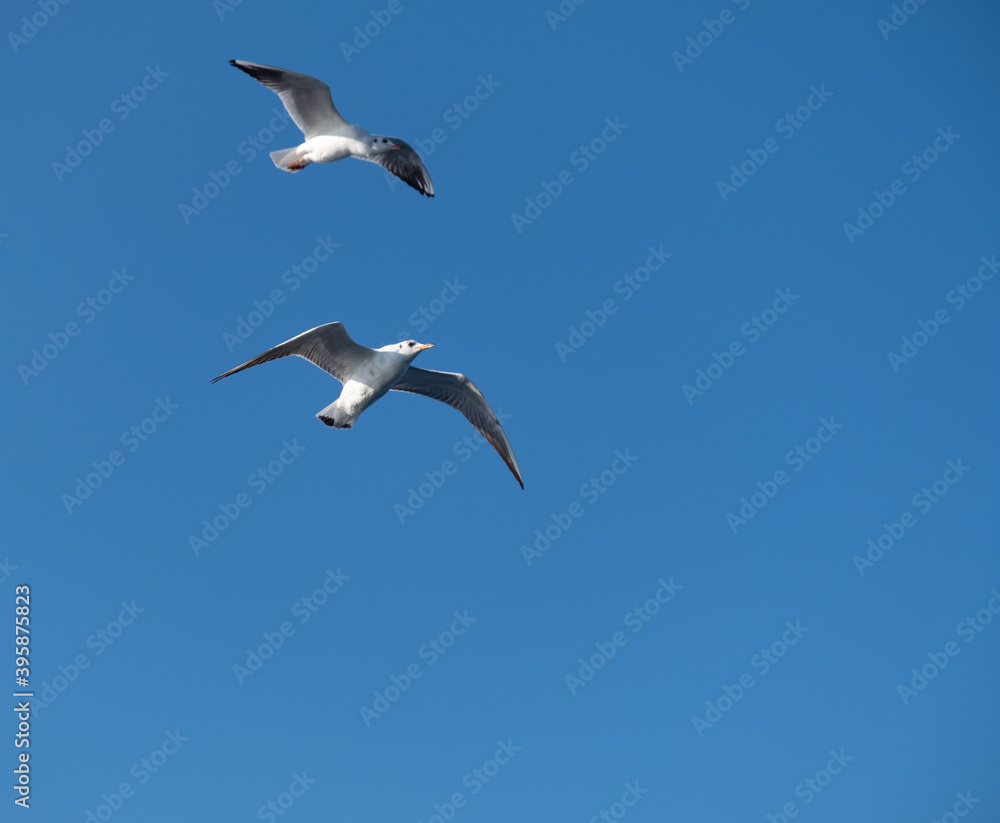 Seagulls Flying High in the Blue Sky Seagulls Flying High in the Blue Sky