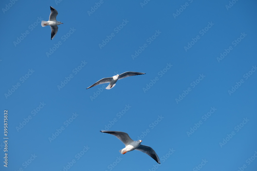 Fototapeta premium Seagulls Flying High in the Blue Sky
