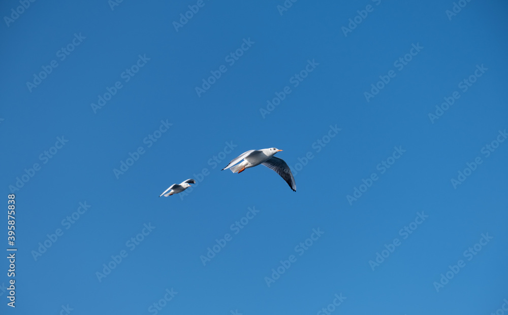 Seagulls Flying High in the Blue Sky Seagulls Flying High in the Blue Sky