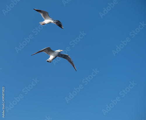 Seagulls Flying High in the Blue Sky