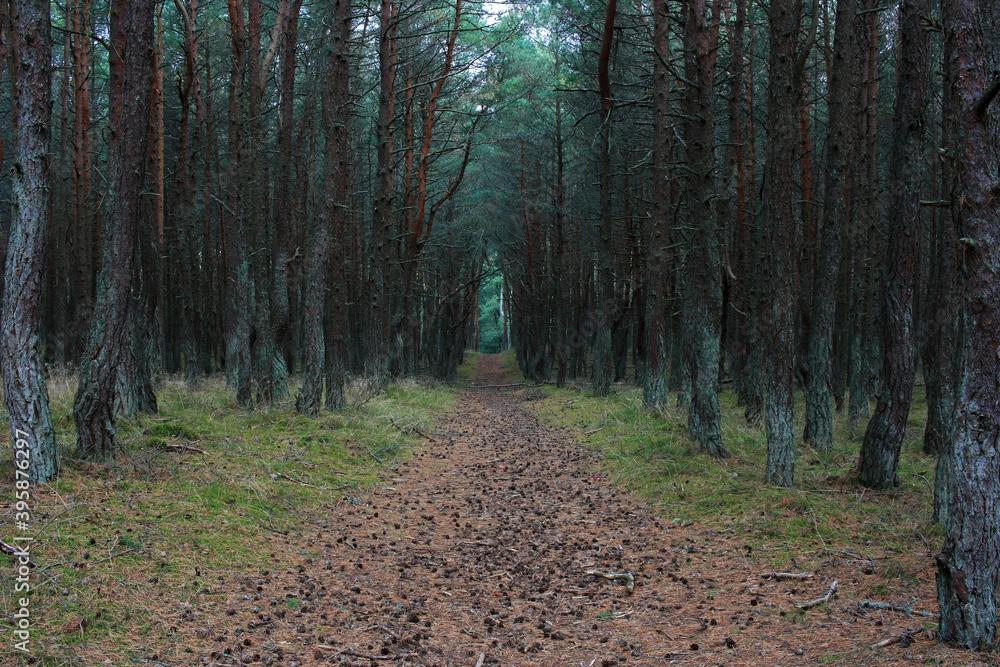 Obraz premium The path in the dark magical le