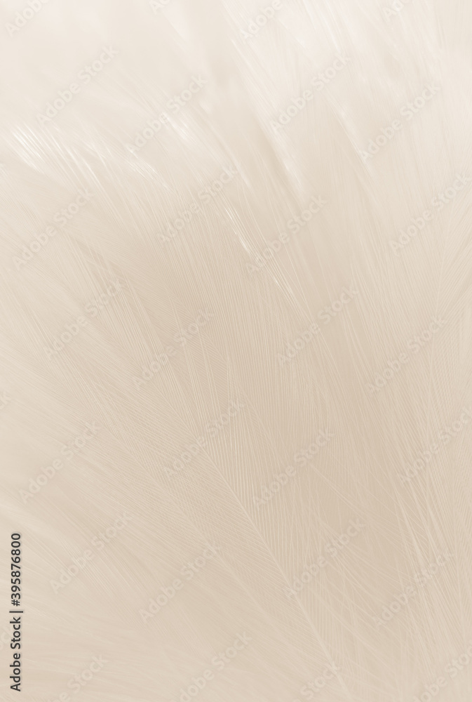 Beautiful abstract gray feathers on white background and soft white feather texture on white pattern and brown background, white texture wallpaper, love theme, valentines day Beautiful abstract gray feathers on white background and soft white feather texture on white pattern and brown background, white texture wallpaper, love theme, valentines day