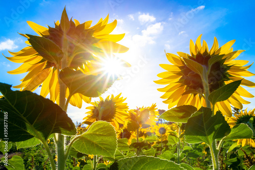 sunflower in the field