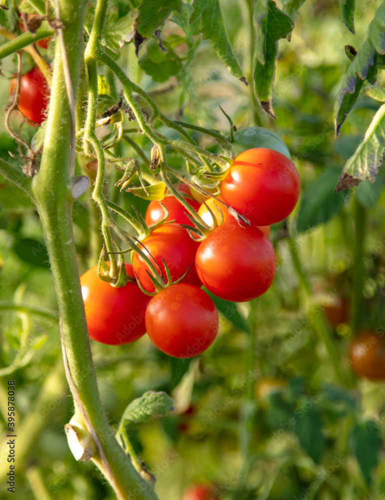 Red tomatoes on a plant