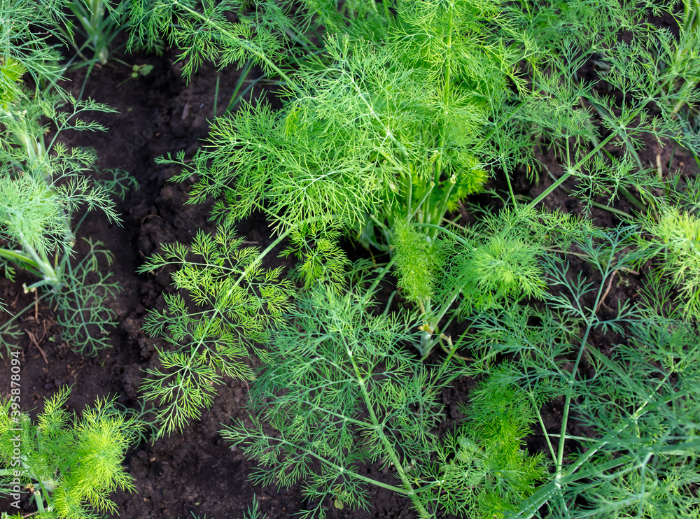 Fototapeta premium Green dill grows in the garden. Nature