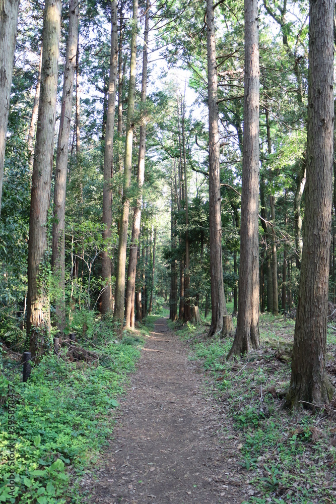 森の中の散歩道（横浜市瀬谷市民の森）