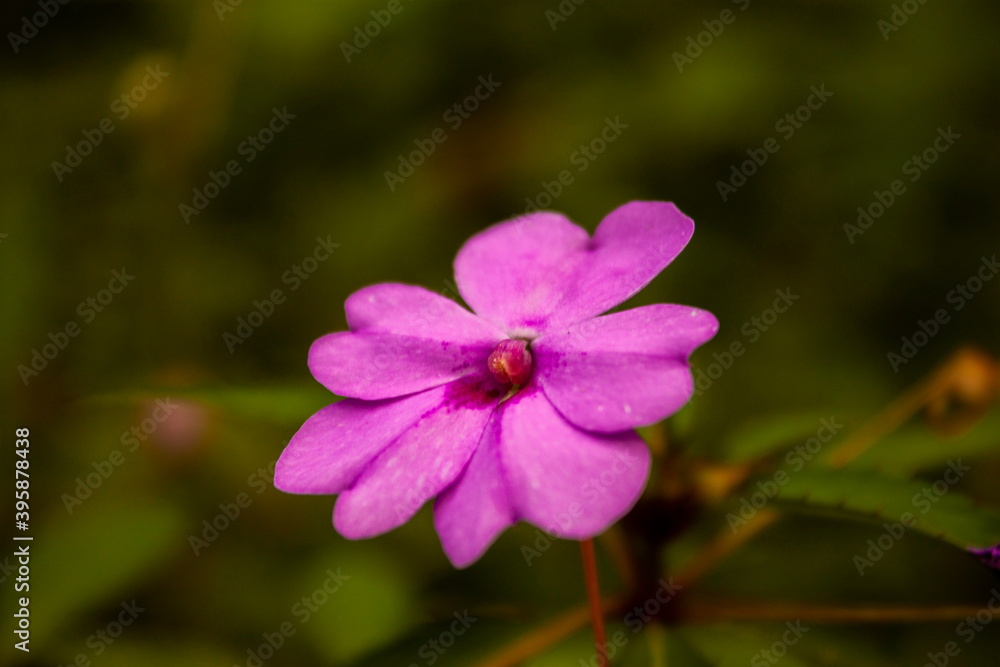 flower petals that bloom in pink flower petals that bloom in pink