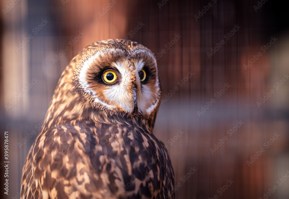 Naklejka premium Close up portrait of an owl