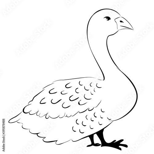 Domestic white goose