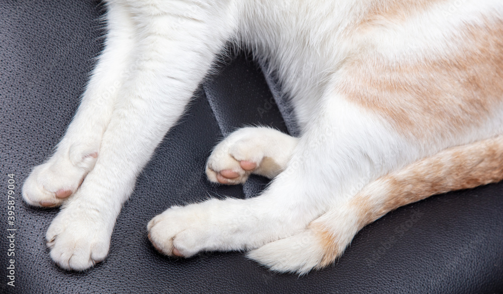 The cat sleeps on an office chair. The cat sleeps on an office chair.