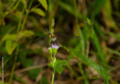 dragonfly on the green natural background © Nisathon Studio