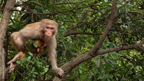 monkeyu in zhang jia jie forest © Hebert