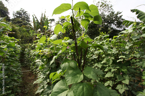 A field planted with long beans in the Babakan Madang area, Bogor, Indonesia. Long bean plant in the field