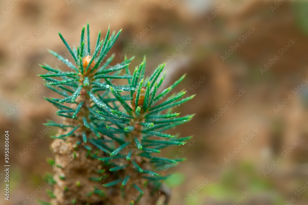 Spruce green seedling. Drylands landscaping concept. Spruce green seedling. Drylands landscaping concept.
