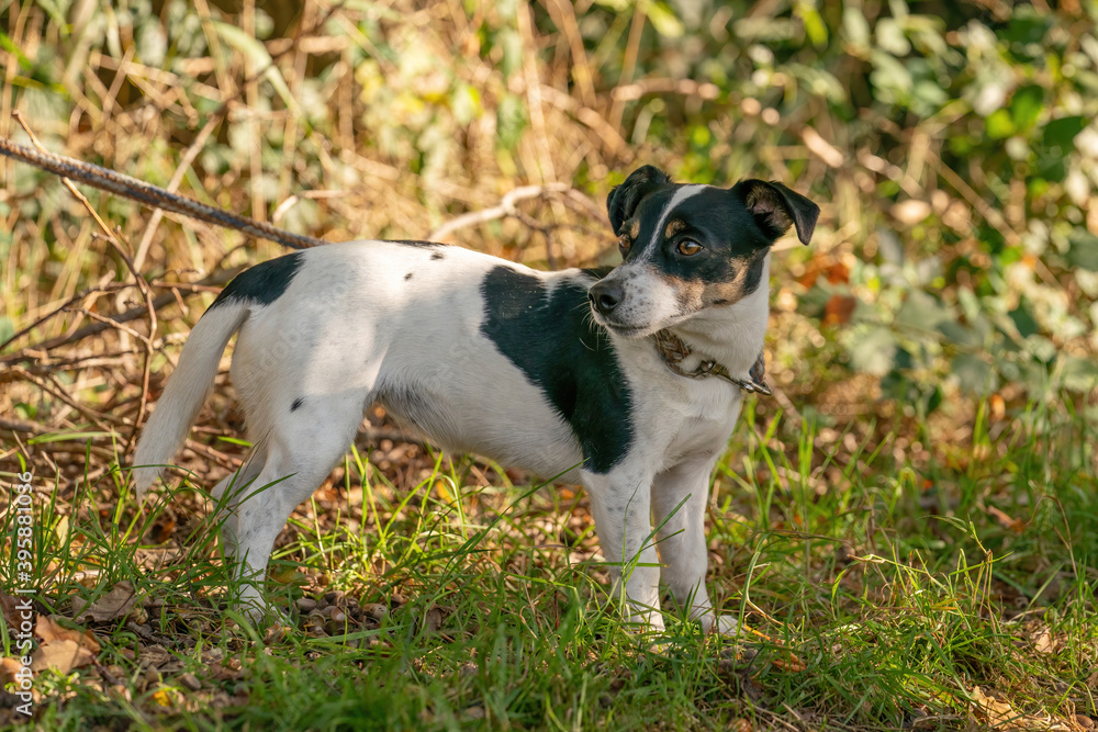 Sad little dog left alone in a forest, tied with a rope to a tree. Consept animal cruelty Sad little dog left alone in a forest, tied with a rope to a tree. Consept animal cruelty