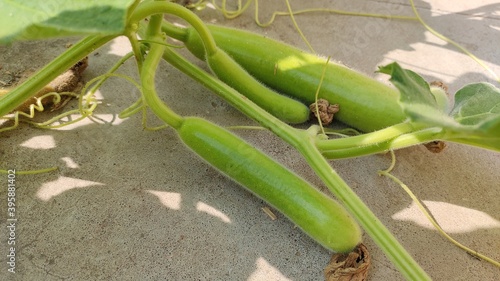 Fényképezés Fruiting of bottle gaurd (Loki) on the vine