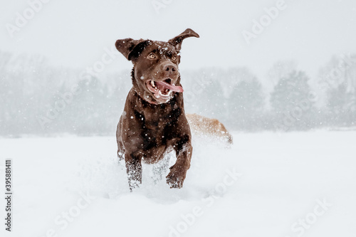 
Dog running in the snow