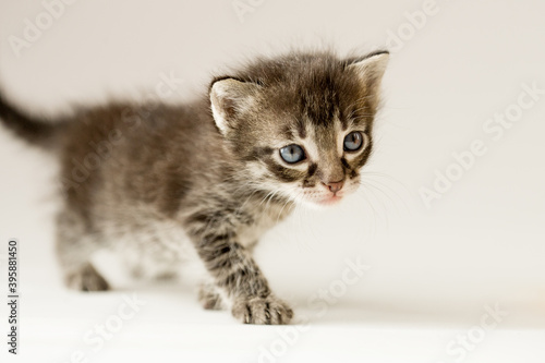Cute kitten. Small cat. Fluffy cozy pet  © Miramiska