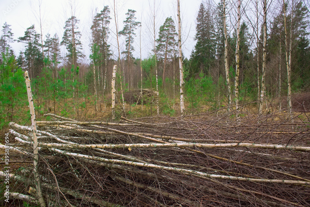 The cut brushwood is piled up. Clearing the forest from debris. Growing tree care in forestry. The cut brushwood is piled up. Clearing the forest from debris. Growing tree care in forestry.