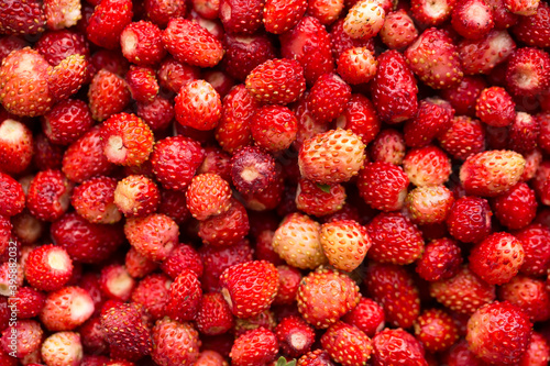 Natural background. Red berries of wild strawberry close-up.