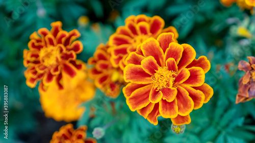 Marigolds flowers plant in the garden.