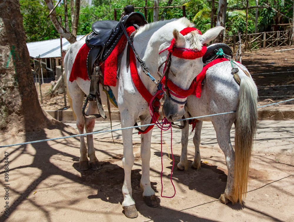 Walking gray horses in bright ammunition waiting for tourists in Costa Rica, Central America Walking gray horses in bright ammunition waiting for tourists in Costa Rica, Central America