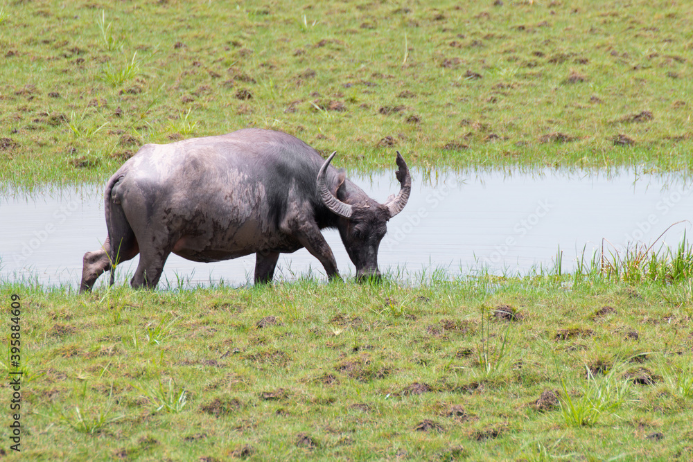 Obraz premium buffalo standing in meadow