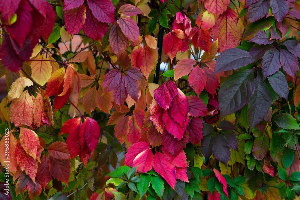 Red, purple and green leaves Red, purple and green leaves