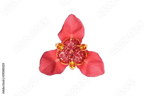 Red flower of the peacock tigridia plant.