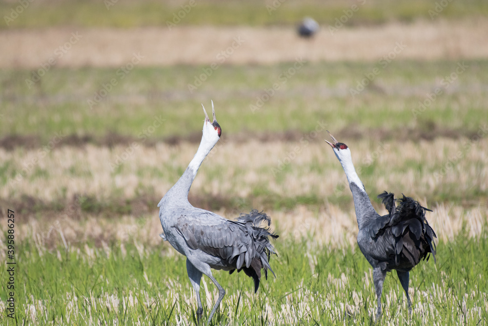 Fototapeta premium Hooded cranes whooping in rice field