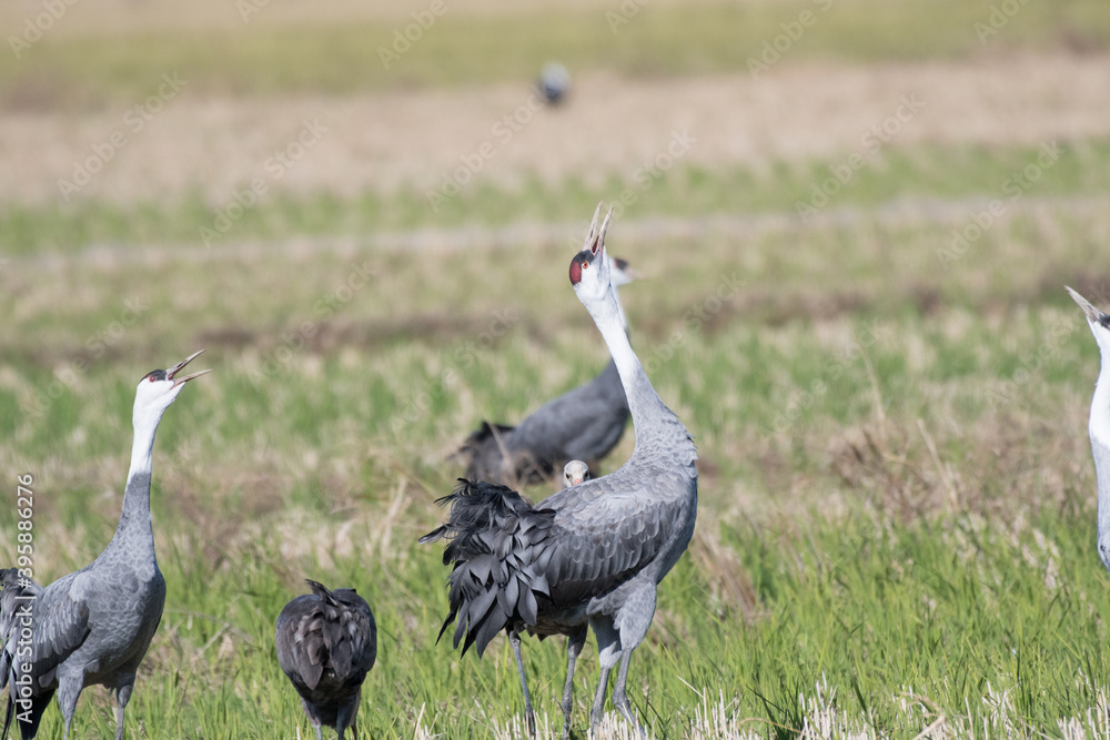 Obraz premium Hooded cranes whooping in rice field