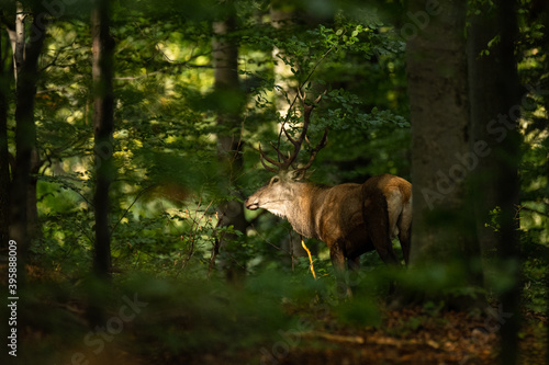 The Red Deer stag during the rutting season in the Carpathians.