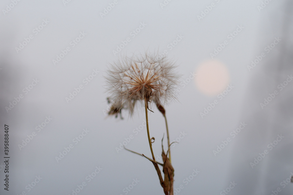 Macro photography of a plant. Autumn. Blurred background. 