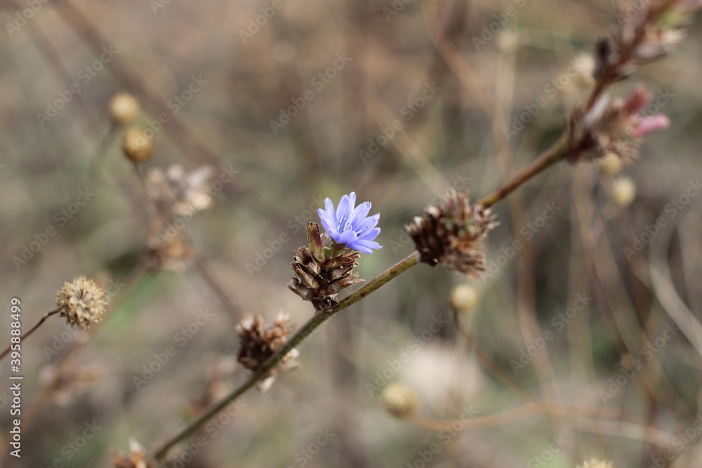 Macro photography of a plant. Autumn. Blurred background. Chicory. Macro photography of a plant. Autumn. Blurred background. Chicory.