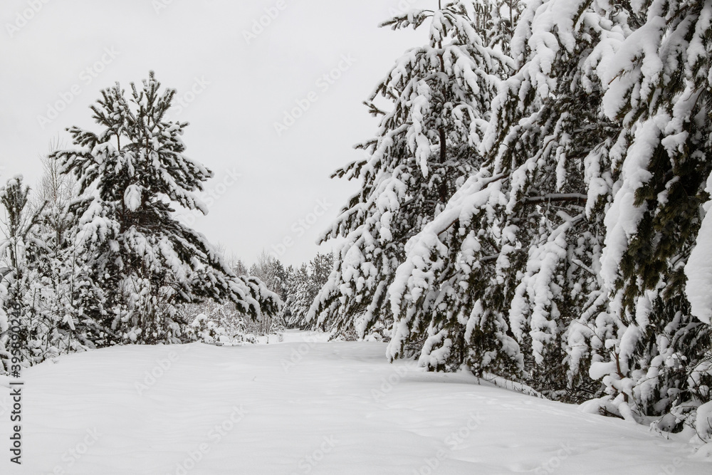 Winter landscape, trees in the snow. Beauty in nature. Beautiful panorama of the winter forest. Winter landscape, trees in the snow. Beauty in nature. Beautiful panorama of the winter forest.