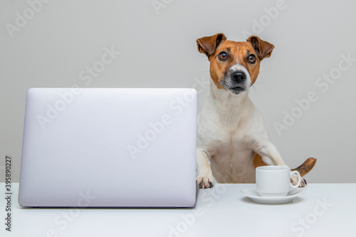 Dog jack russell and laptop.