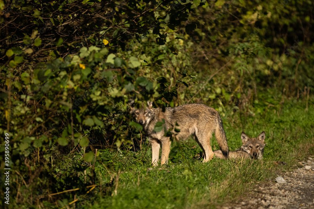 Young Grey Wolf. The Carpathian Mountains. Poland Young Grey Wolf. The Carpathian Mountains. Poland