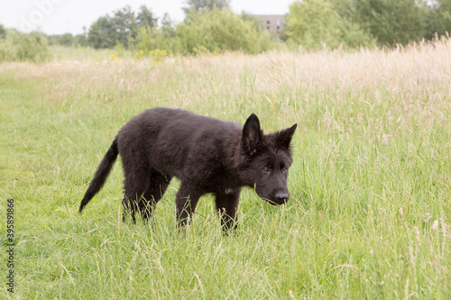 Black old german shepherd pup walking in the grass © renatepeppenster